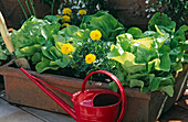 Kopfsalat (Lactuca) und Tagetes patula (Studentenblumen)