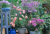 Rose 'Granny', Campanula latifolia, Trachelium