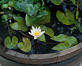 Nymphaea x daubenyana (Tropical Water Lily)