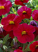 Calibrachoa 'Red Devil' (Magic bells)