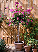 Bougainvillea glabra Stämmchen und Pelargonium