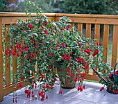 Fuchsia 'Charming'