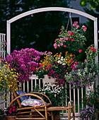 Bougainvillea, Rose, Bidens, Zinnia, Centradenia, Chrysanthemum, Dipladenia, Punica