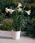 Lilium longiflorum (Trompetenlilie)