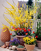 Forsythia INTERMEDIA, Tulipa 'SPRING Pearl',