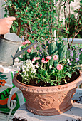 Bowl with ornamental apple and alternating underplanting (8/24)