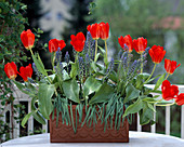 Tulips and grape hyacinths