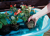6. Step: Ballen vor dem Einpflanzen in Wasser
