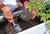 Plant a white container as a mobile privacy screen 10-Step