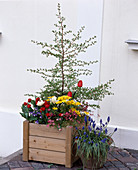 Wooden container with Larix (larch), Doronicum