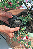 Bowl with ornamental apple and alternating underplanting: 15/24