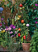 Pull vegetables on the balcony