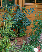 Tomaten (Lycopersicon) in Terrakotta geschützt an Hauswand