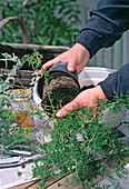 Verbena 'Tapien' potting and inserting