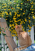 Bidens (two-toothed), cat watching butterfly