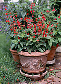 Salvia coccinea 'Forest Fire' (Scharlachsalbei) in Terracotta