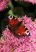 Schmetterling auf SEDUM SPECTABILE