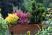 Calluna Vulgaris, Pinus leucodermis