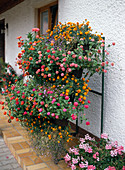 Boxes with zinnias and marigolds