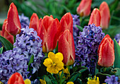 Tulipa 'Dreamboat', Hyacinthus orientalis