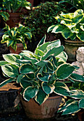 Hosta Hybride 'Francee' (white-bordered Funkie)