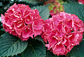 Hydrangea macrophylla