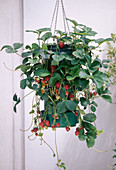 Strawberries (Fragaria) in the Flower Tower, hung as hanging baskets