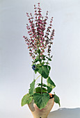 Salvia scalera