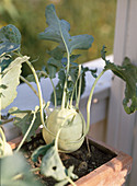 Kohlrabi