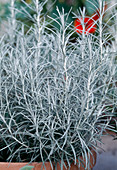 Currykraut (Helichrysum italicum)