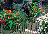 Herb box with tropaeolum, dill