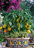 Ceramic jardinière with peppers 'Pusztagold' 'Pinokkio'