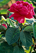 Rosa Damascena 'Rose de Resht'