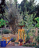 Provence-Ecke: Olea europaea (Olivenbaum)