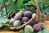 Ficus Carica (figs)