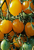 Tomato 'Mirabell', yellow mirabelle, French tomato variety