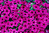 Petunia Surfinia 'Shihi Purple' (Petunia)