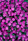 Petunia-Surfinia 'Pink Mini'