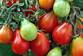 Tomate 'Red Pear' - rotes Birnchen - (Lycopersicon)