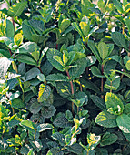 English mint, spearmint (Mentha spicata)