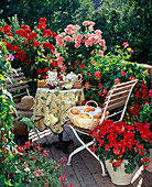 Geraniums balcony