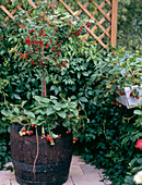 Johannisbeere und Erdbeeren auf Balkon