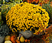 Dendranthema indicum, Herbstchrysantheme, Durchmesser 1, 5 M