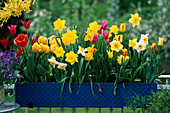 Box with daffodils and tulips