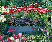 Tulipa 'lustige Witwe' (Rot-WEIß), 'White Dream',
