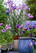 Iris hollandica (iris), anemone