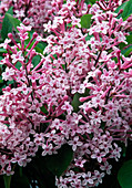 Syringa x chinensis