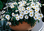 Argyranthemum frutescens (marguerite)