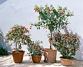 Fuchsia Corallina Variegata, 'Brutus', 'Celia'