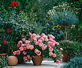 Geranie, Chrysanthemum und Rose